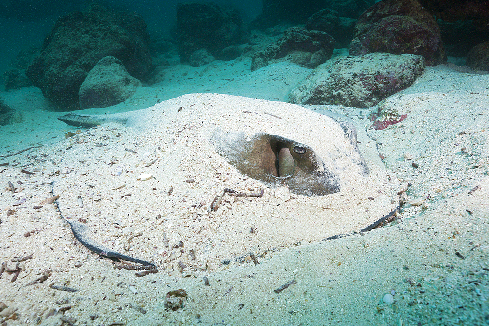 Diamond Stingray, Dasyatis brevis, Baltra Island, Galapagos, Ecuador