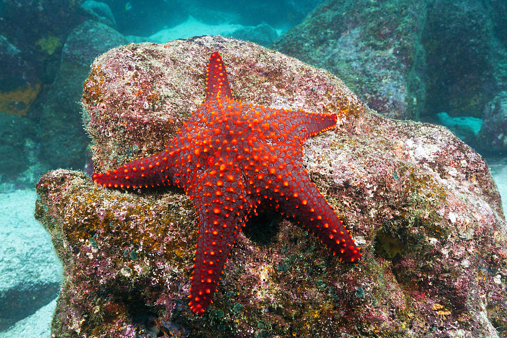 Knobby Starfish, Pentaceraster cumingi, Baltra Island, Galapagos, Ecuador