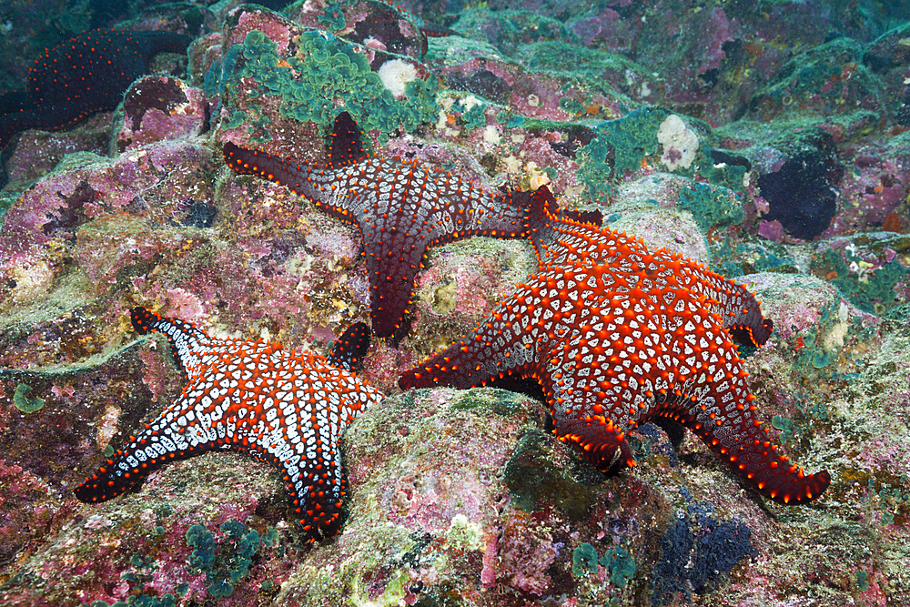 Knobby Starfish, Pentaceraster cumingi, Baltra Island, Galapagos, Ecuador