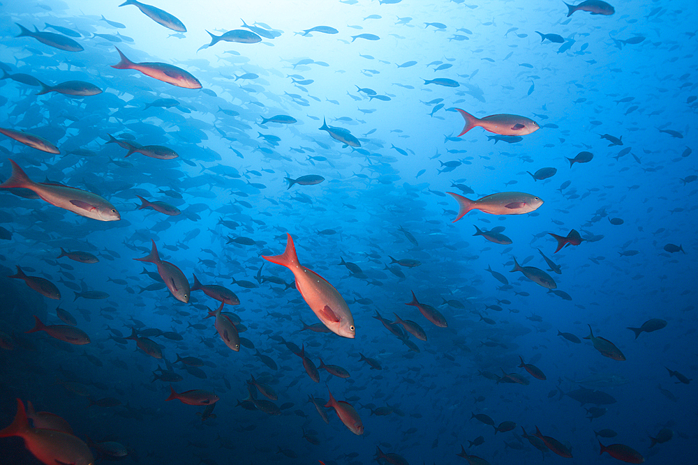 Shoal of Pacific Creolefish, Paranthias colonus, Arch, Darwin Island, Galapagos, Ecuador