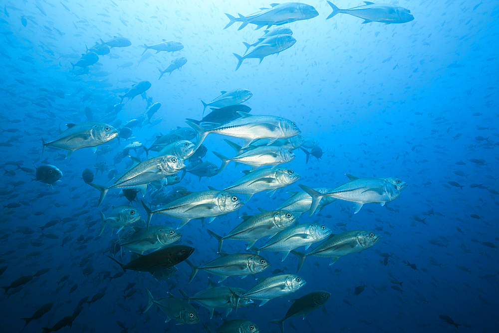 Shoal of Bigeye Trevally, Caranx sexfasciatus, Arch, Darwin Island, Galapagos, Ecuador