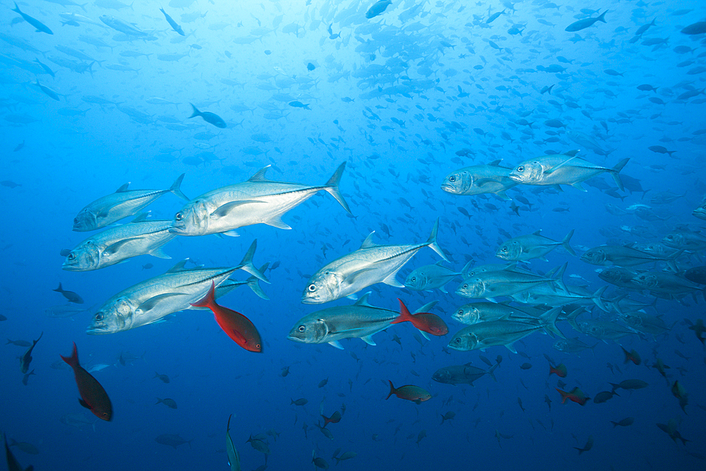 Shoal of Bigeye Trevally, Caranx sexfasciatus, Arch, Darwin Island, Galapagos, Ecuador