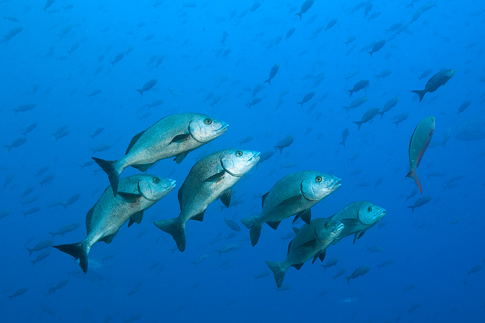 Shoal of Galapgos Grunt, Orthopristis forbesi, Arch, Darwin Island, Galapagos, Ecuador