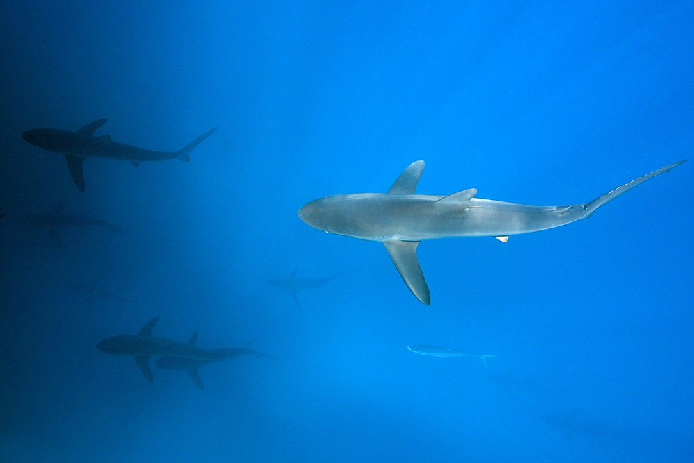 Silky Sharks, Carcharhinus falciformis, Arch, Darwin Island, Galapagos, Ecuador