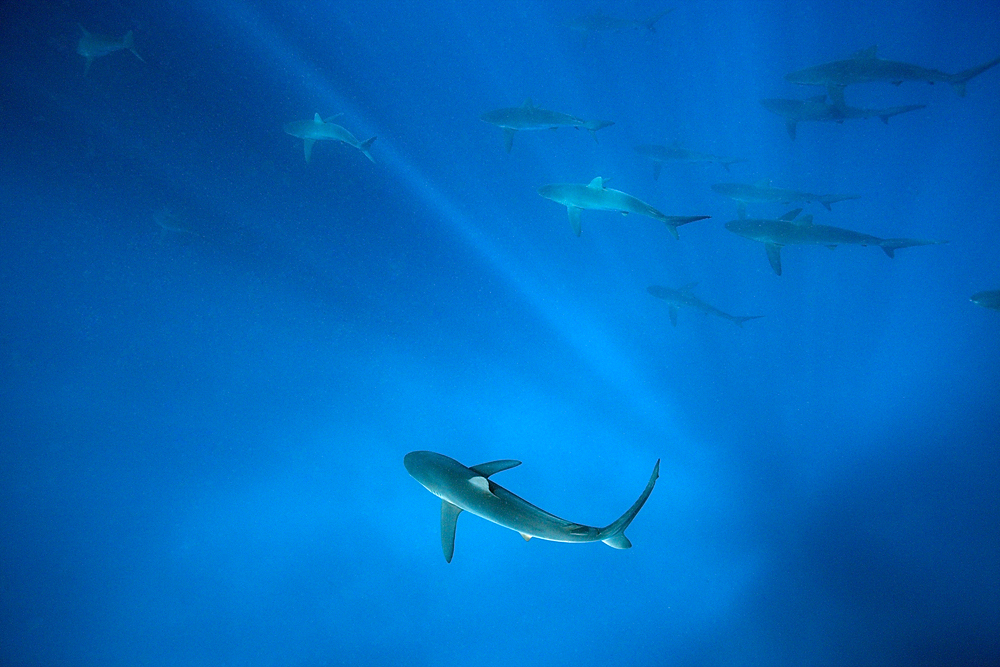 Silky Sharks, Carcharhinus falciformis, Arch, Darwin Island, Galapagos, Ecuador