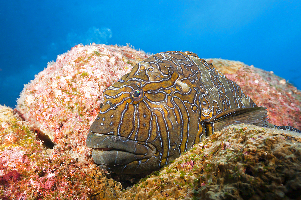 Giant Hawkfish, Cirrhitus rivulatus, Arch, Darwin Island, Galapagos, Ecuador