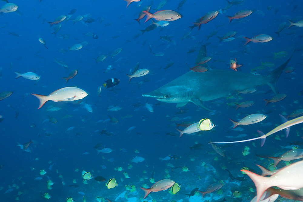 Scalloped Hammerhead Shark, Sphyrna lewini, Arch, Darwin Island, Galapagos, Ecuador