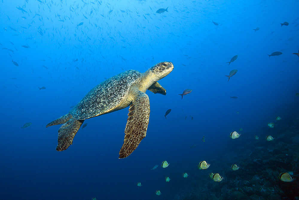 Green Sea Turtle, Chelonia mydas, Arch, Darwin Island, Galapagos, Ecuador