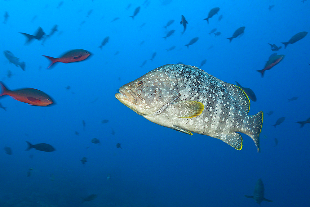 Leather Bass, Dermatolepis dermatolepis, Arch, Darwin Island, Galapagos, Ecuador