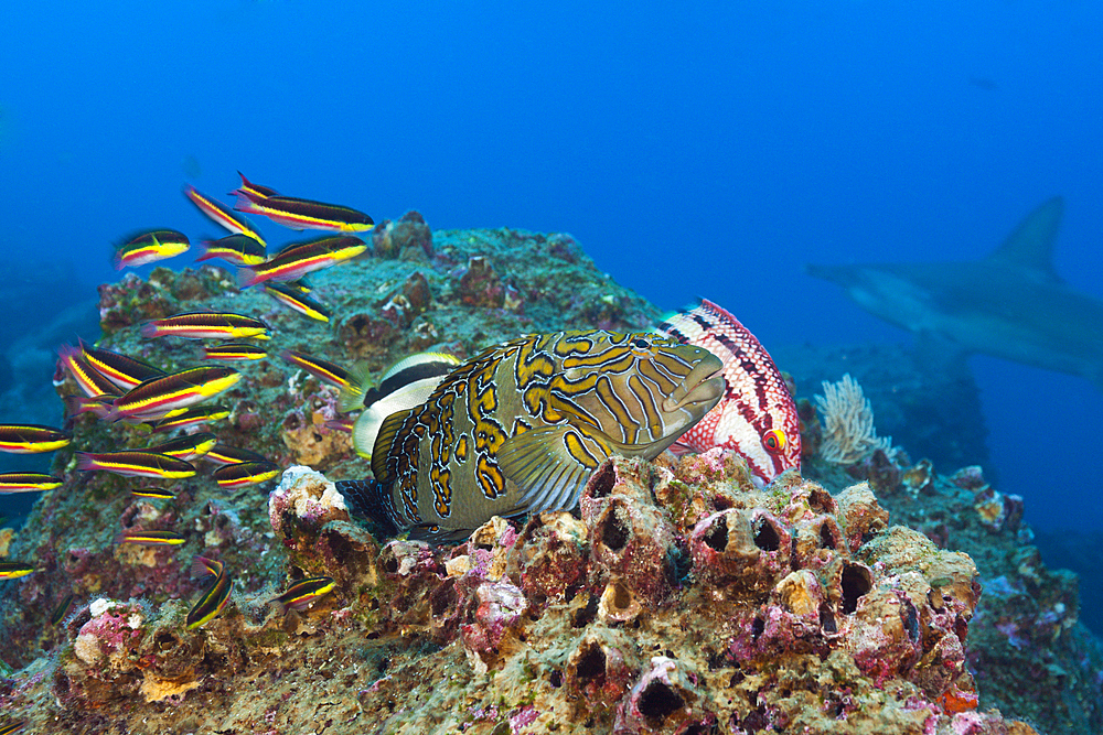 Giant Hawkfish, Cirrhitus rivulatus, Arch, Darwin Island, Galapagos, Ecuador