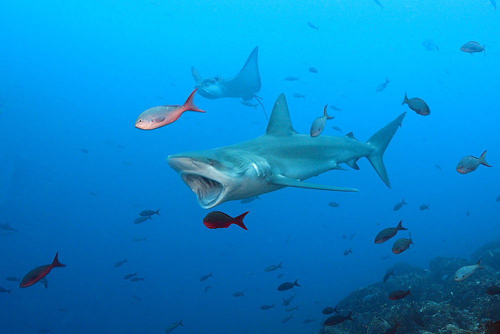 Galapagos Shark, Carcharhinus galapagensis, Wolf Island, Galapagos, Ecuador