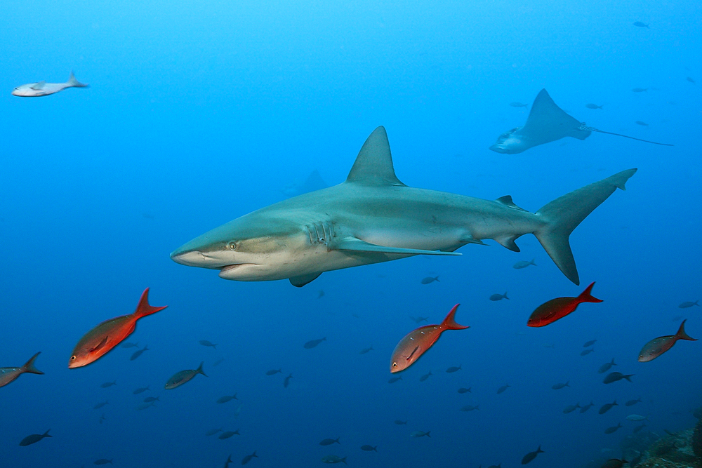 Galapagos Shark, Carcharhinus galapagensis, Wolf Island, Galapagos, Ecuador