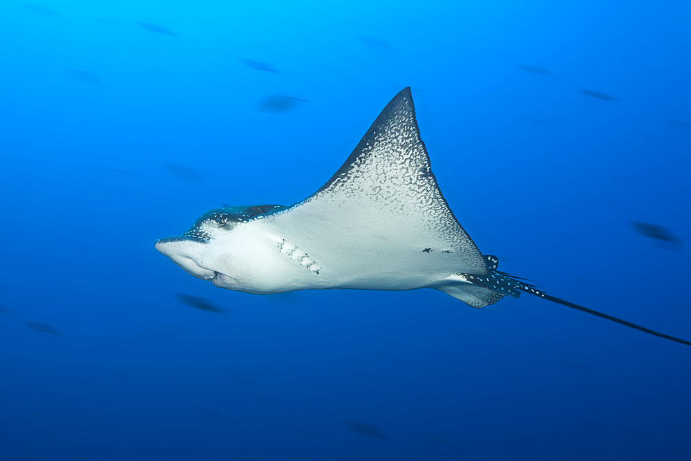 Spotted Eagle Ray, Aetobatus narinari, Wolf Island, Galapagos, Ecuador