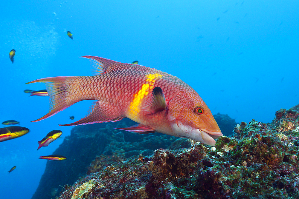 Mexican Hogfish, Bodianus diplotaenia, Wolf Island, Galapagos, Ecuador