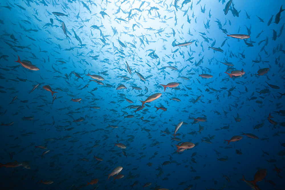 Shoal of Pacific Creolefish, Paranthias colonus, Wolf Island, Galapagos, Ecuador