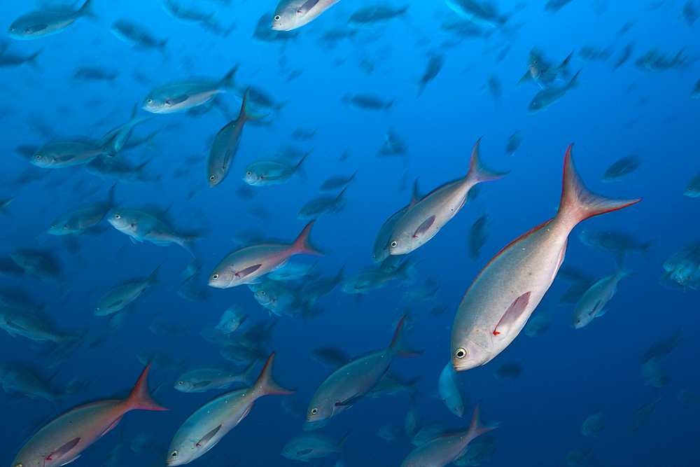 Shoal of Pacific Creolefish, Paranthias colonus, Wolf Island, Galapagos, Ecuador