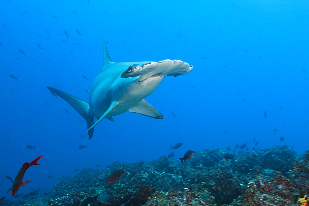 Scalloped Hammerhead Shark, Sphyrna lewini, Wolf Island, Galapagos, Ecuador