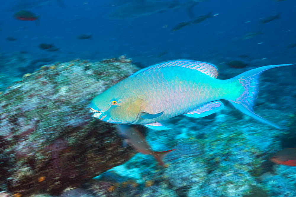 Bicolor Parrotfish, Scarus rubroviolaceus, Wolf Island, Galapagos, Ecuador