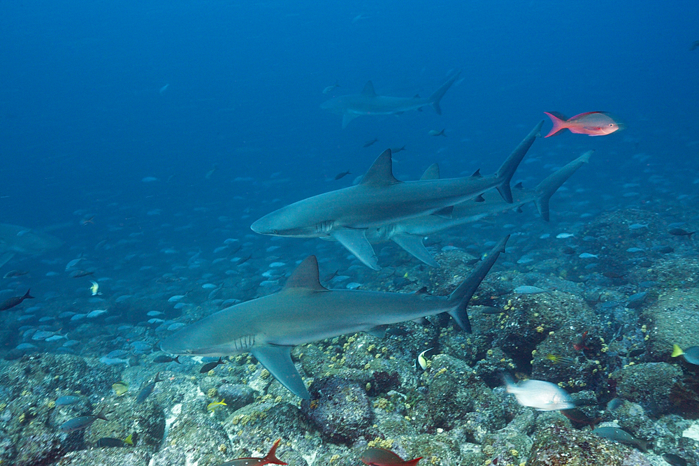 Galapagos Sharks, Carcharhinus galapagensis, Wolf Island, Galapagos, Ecuador