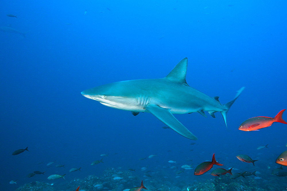 Galapagos Shark, Carcharhinus galapagensis, Wolf Island, Galapagos, Ecuador