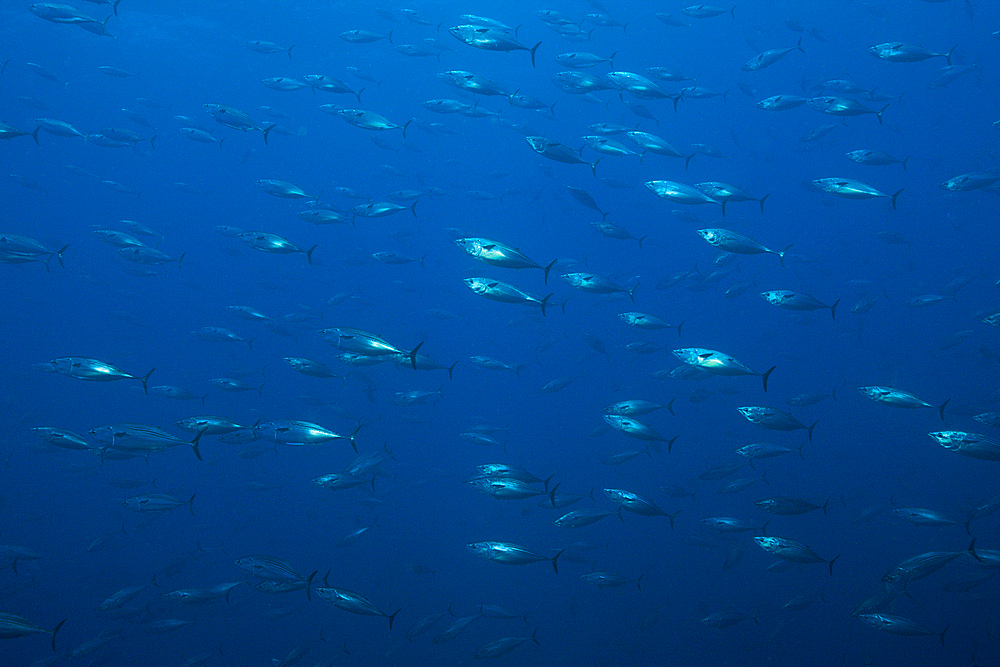 Shoal of Striped Bonito, Sarda orientalis, Wolf Island, Galapagos, Ecuador