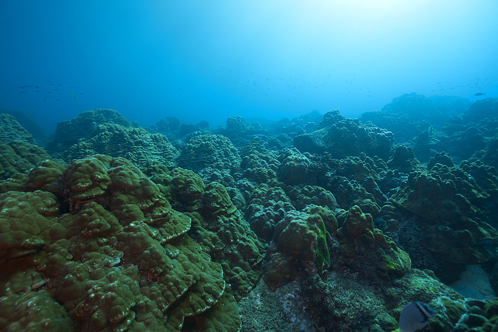 Coral Reef Wolf Island, Wolf Island, Galapagos, Ecuador