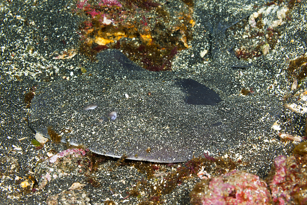 Giant Electric Ray, Narcine entemedor, Cabo Douglas, Fernandina Island, Galapagos, Ecuador