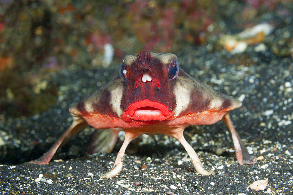 Red-lipped Batfish, Ogcocephalus darwini, Cabo Douglas, Fernandina Island, Galapagos, Ecuador