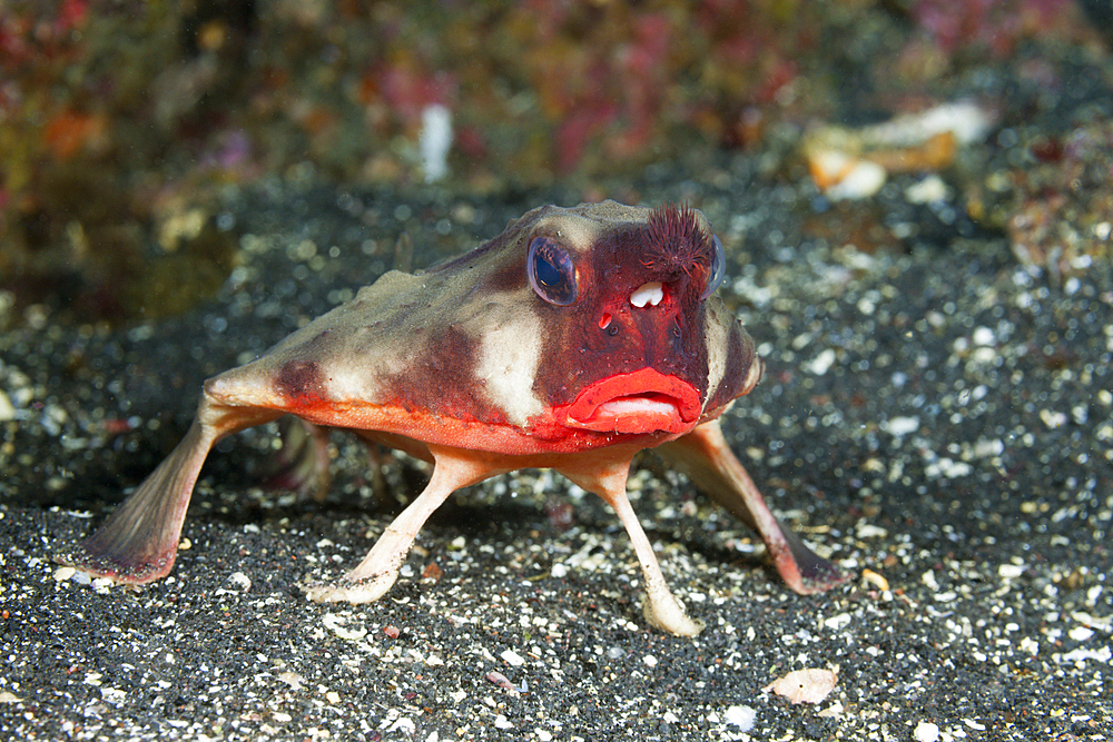 Red-lipped Batfish, Ogcocephalus darwini, Cabo Douglas, Fernandina Island, Galapagos, Ecuador