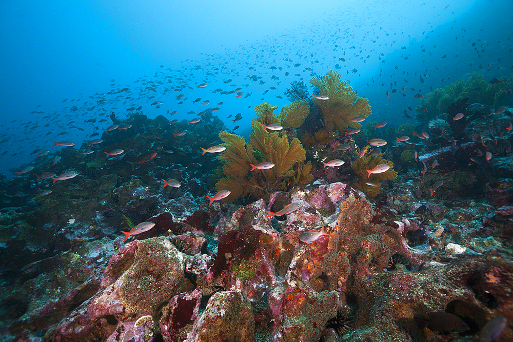 Shoal of Pacific Creolefish, Paranthias colonus, Punta Vicente Roca, Isabela Island, Galapagos, Ecuador