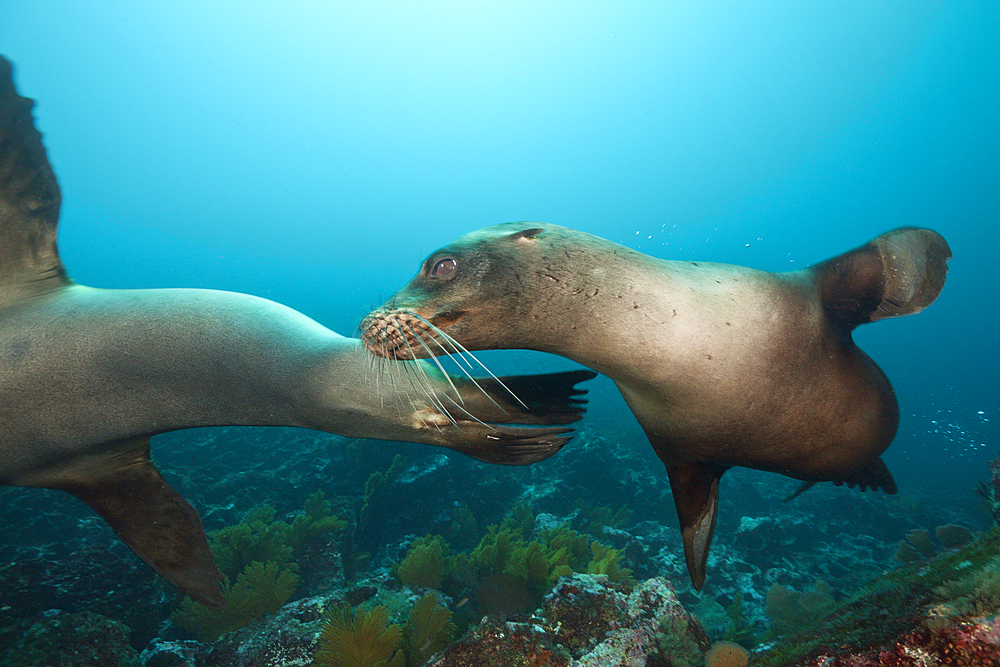 Galapagos Sea Lion, Zalophus wollebaeki, Punta Vicente Roca, Isabela Island, Galapagos, Ecuador