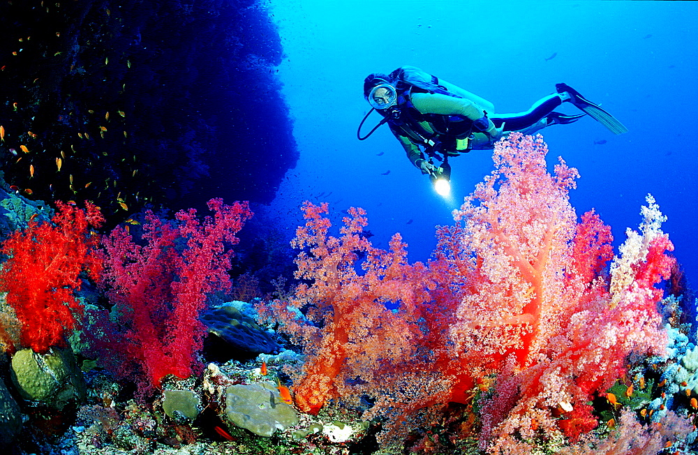 Scuba diver and soft corals, Egypt, Red Sea, Brother Islands