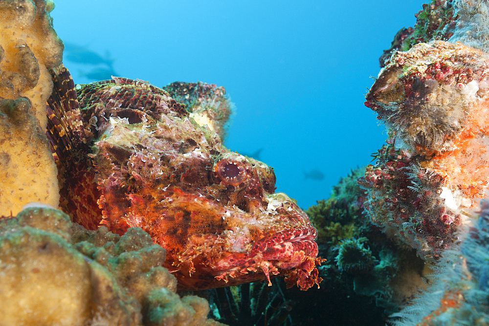 Pacific Spotted Scorpionfish, Scorpaena mystes, Punta Vicente Roca, Isabela Island, Galapagos, Ecuador