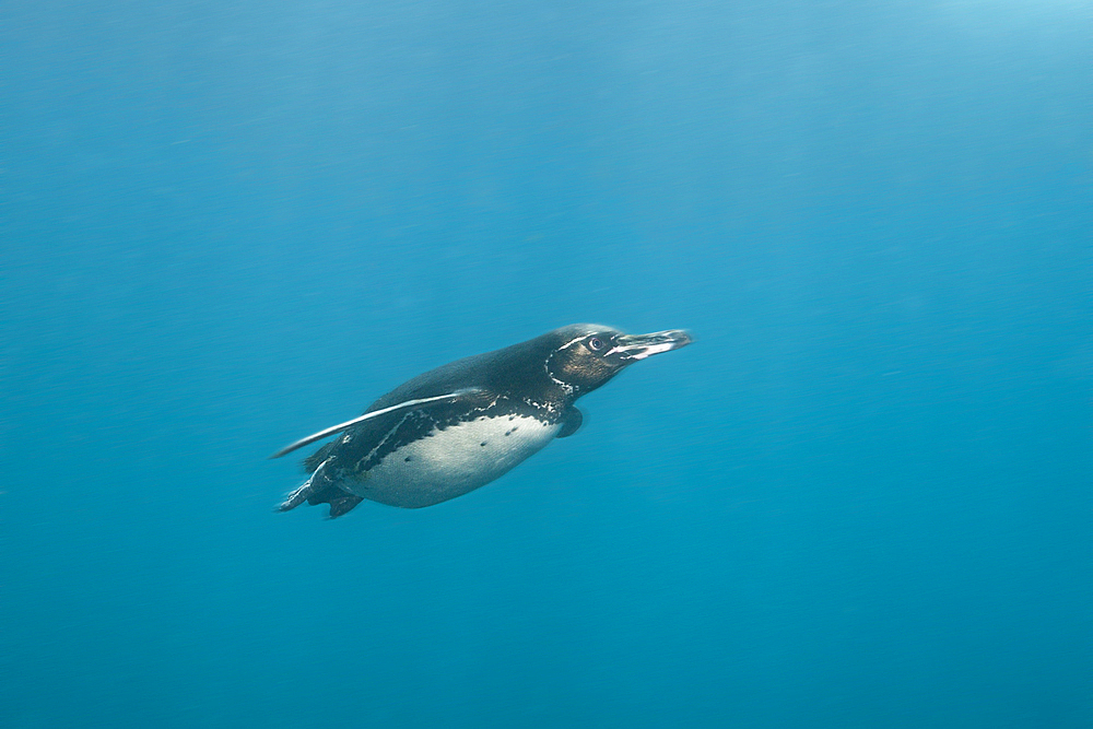 Galapagos Penguin, Spheniscus mendiculus, Punta Vicente Roca, Isabela Island, Galapagos, Ecuador