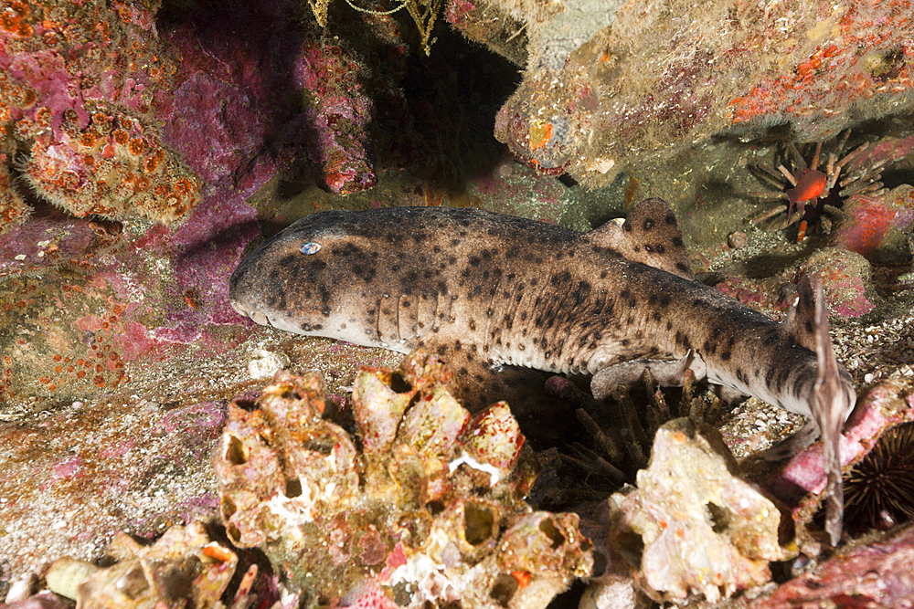 Galapagos Bullhead Shark, Heterodontus quoyi, Punta Vicente Roca, Isabela Island, Galapagos, Ecuador