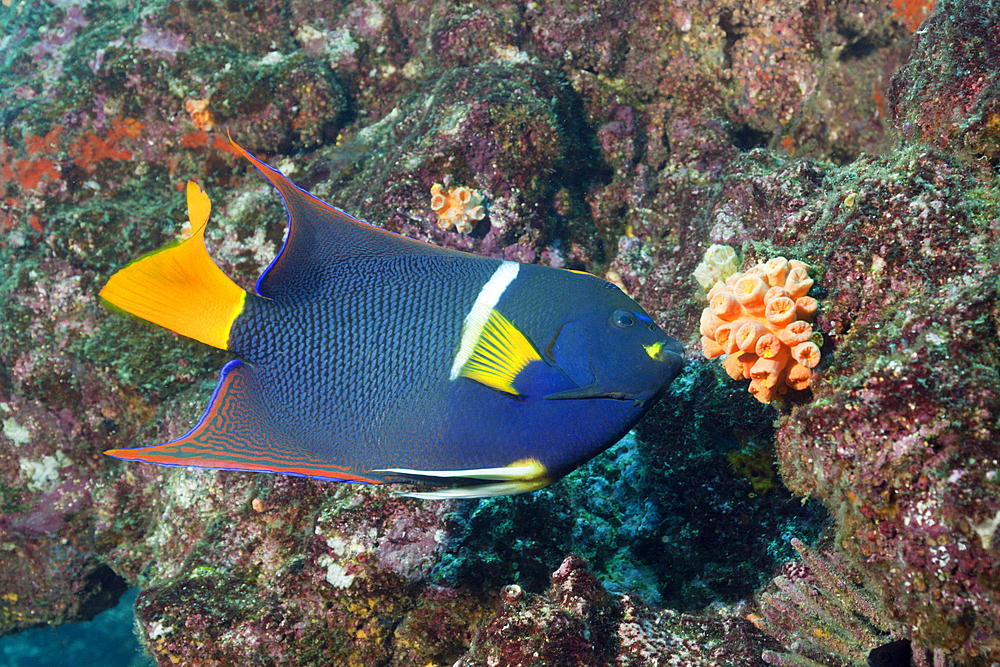 King Angelfish, Holacanthus passer, Cabo Marshall, Isabela Island, Galapagos, Ecuador