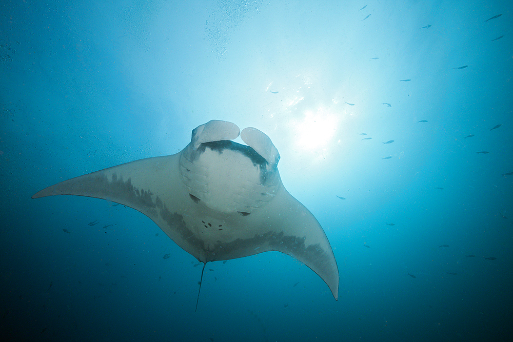 Reef Manta, Manta alfredi, Cabo Marshall, Isabela Island, Galapagos, Ecuador