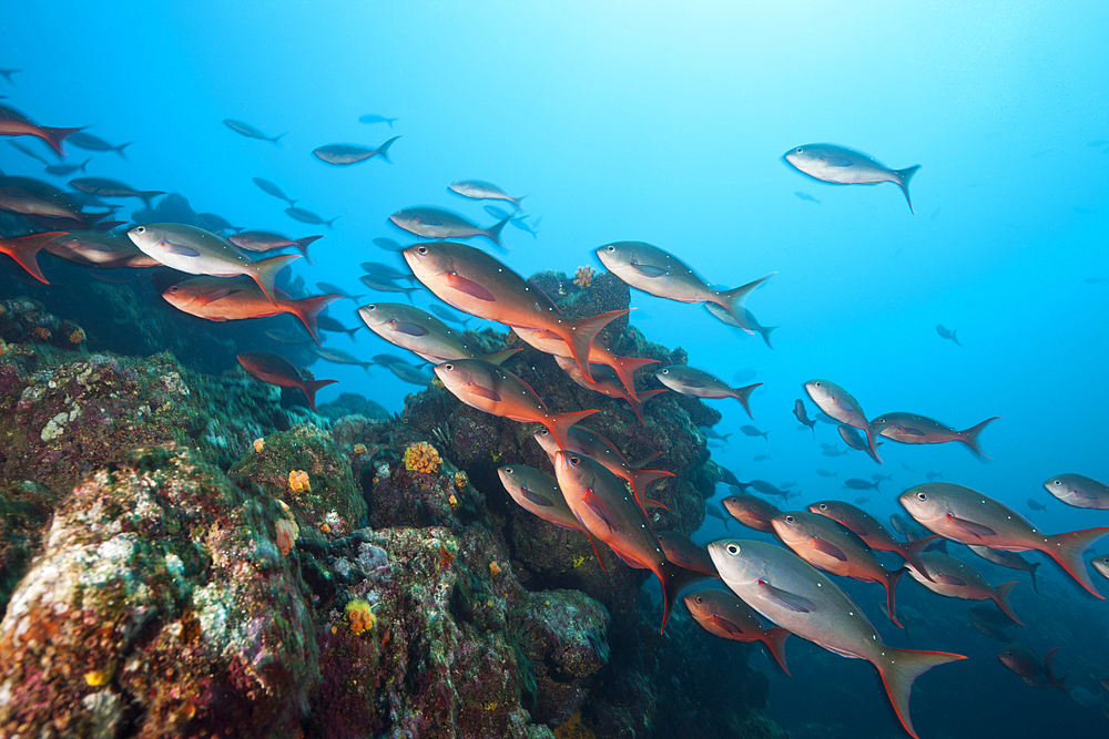 Shoal of Pacific Creolefish, Paranthias colonus, Cabo Marshall, Isabela Island, Galapagos, Ecuador