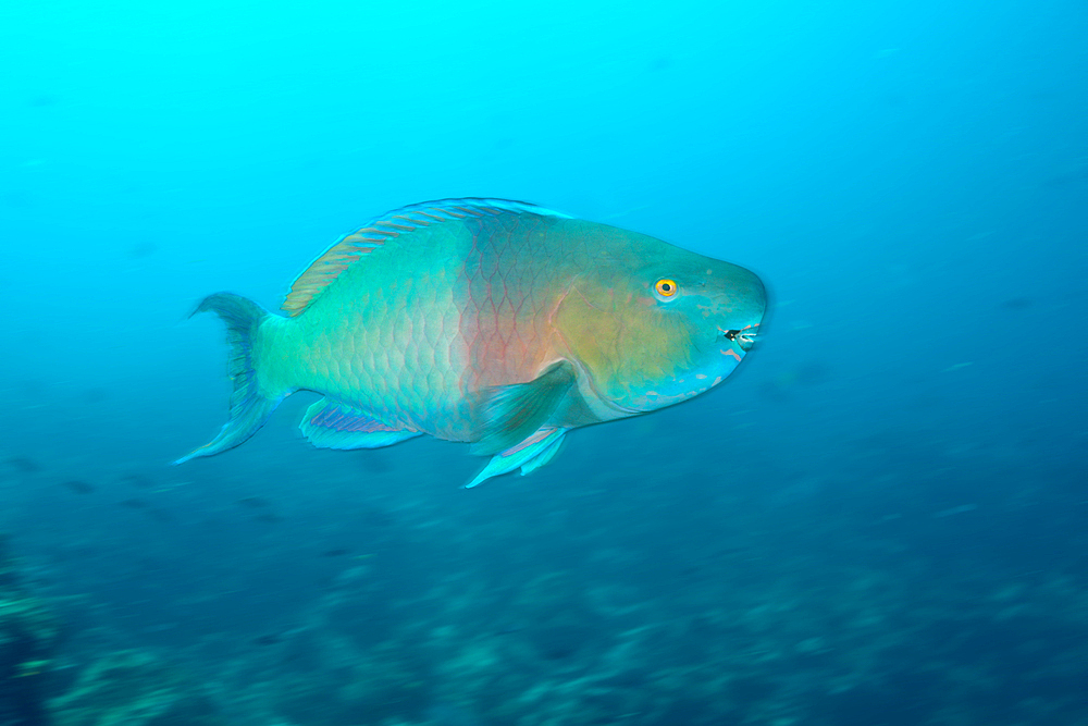 Bicolor Parrotfish, Scarus rubroviolaceus, Cabo Marshall, Isabela Island, Galapagos, Ecuador