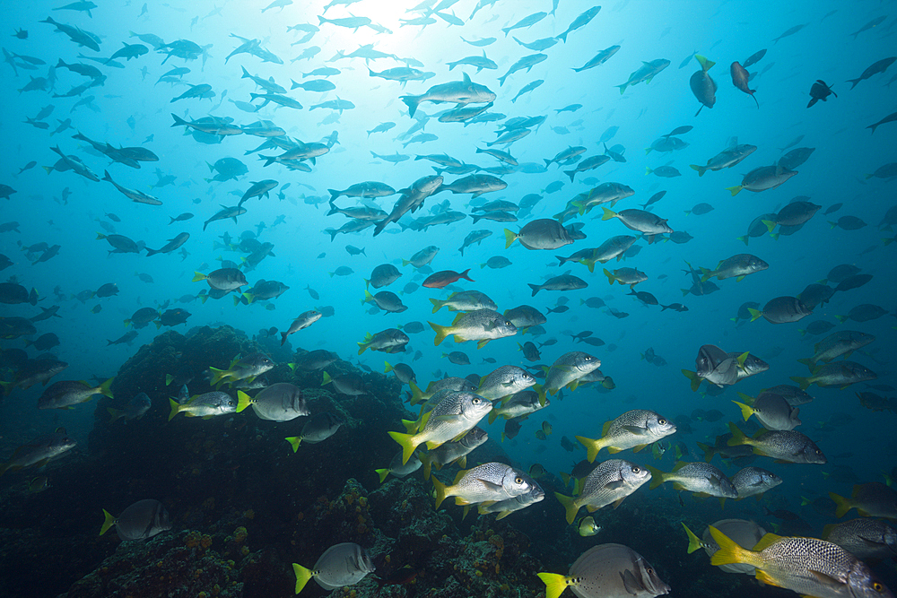 Shoal of Burrito Grunt, Anisotremus interruptus, Cabo Marshall, Isabela Island, Galapagos, Ecuador