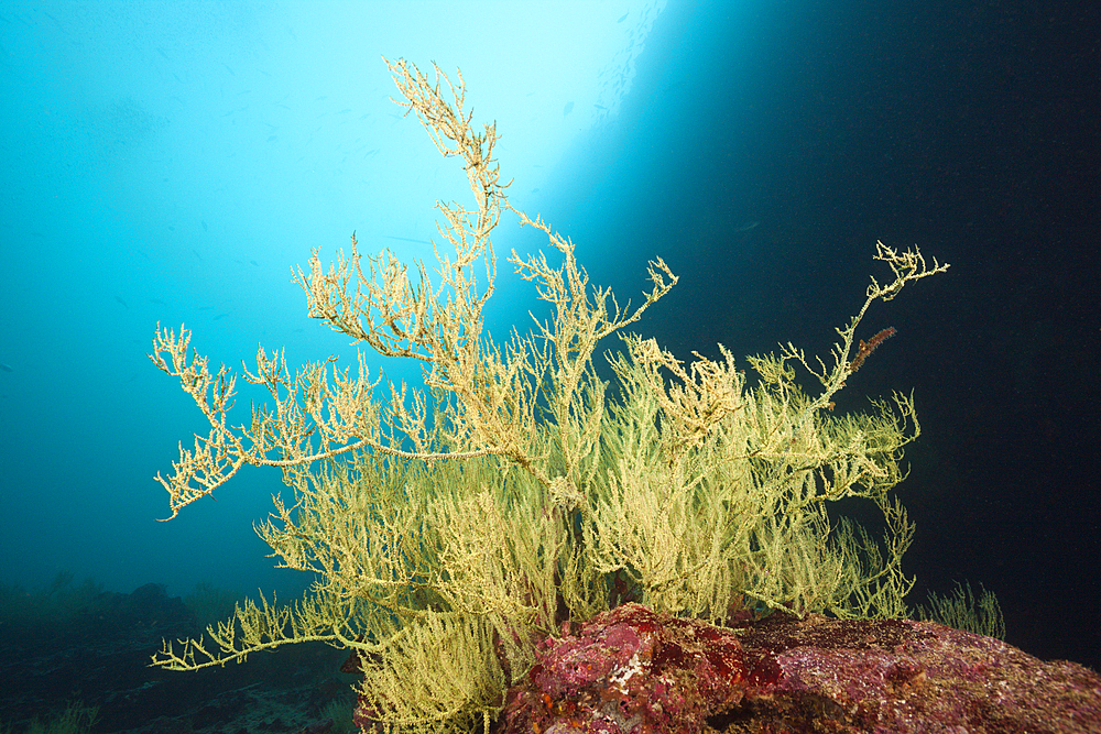 Endemic Galapagos Black Coral, Antipathes galapagensis, Cousins Rock, Santiago Island, Galapagos, Ecuador