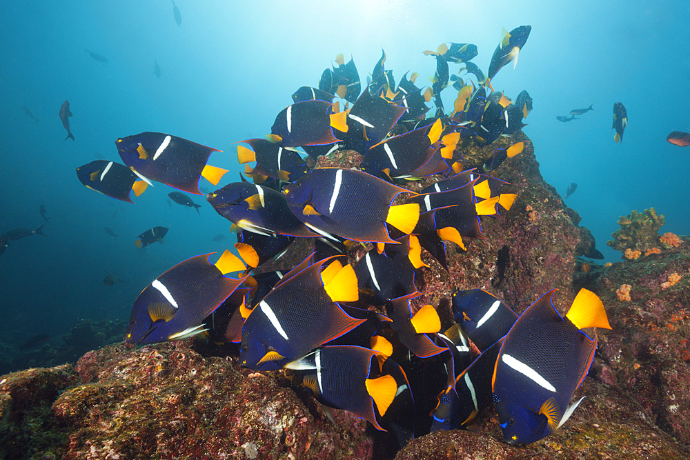 Shoal of King Angelfish, Holacanthus passer, Cabo Marshall, Isabela Island, Galapagos, Ecuador