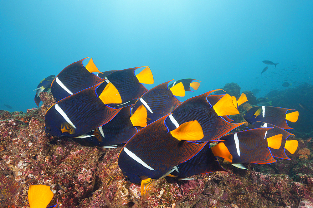 Shoal of King Angelfish, Holacanthus passer, Cabo Marshall, Isabela Island, Galapagos, Ecuador