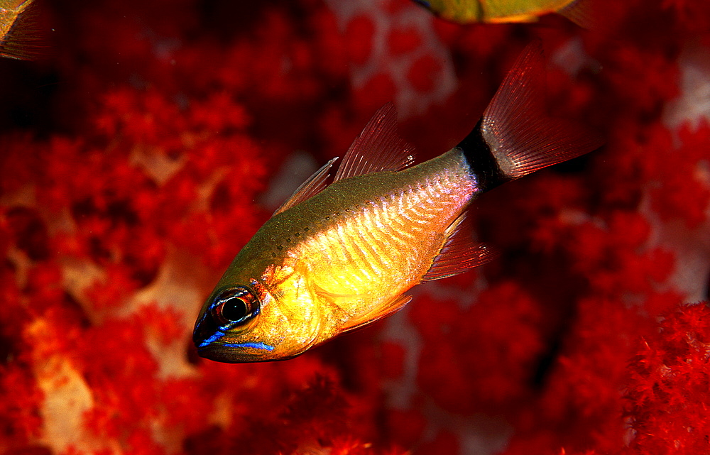 Golden cardinalfish, Apogon aureus, Papua New Guinea, Pacific ocean