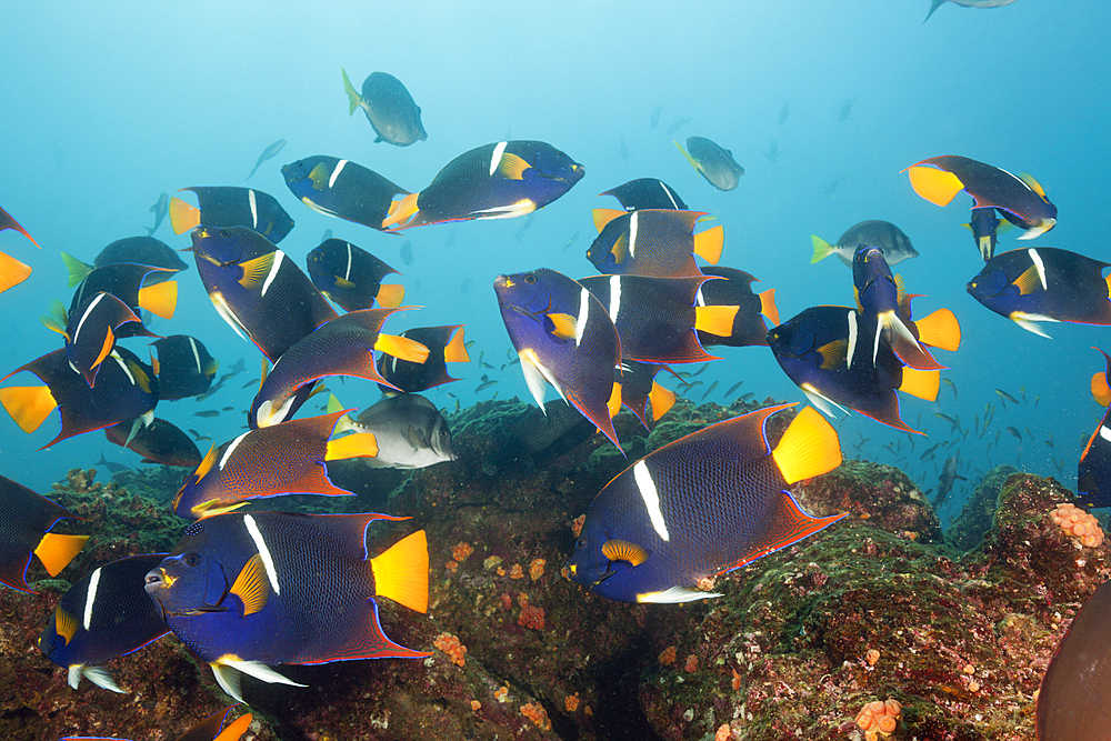 Shoal of King Angelfish, Holacanthus passer, Cabo Marshall, Isabela Island, Galapagos, Ecuador