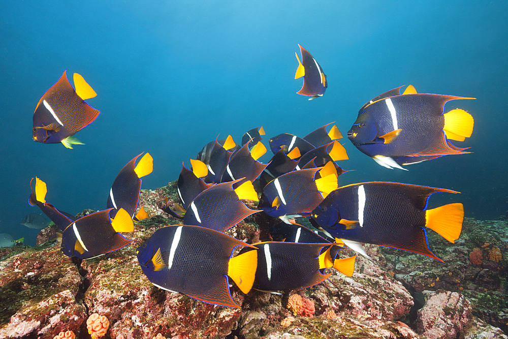 Shoal of King Angelfish, Holacanthus passer, Cabo Marshall, Isabela Island, Galapagos, Ecuador