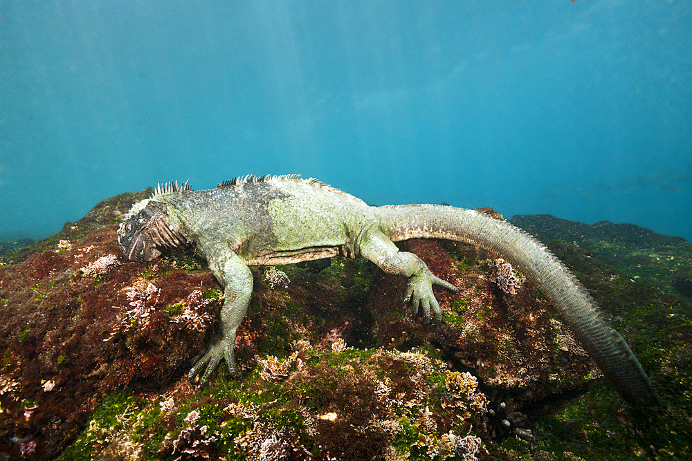 Marine Iguana feeding at Sea, Amblyrhynchus cristatus, Cabo Douglas, Fernandina Island, Galapagos, Ecuador