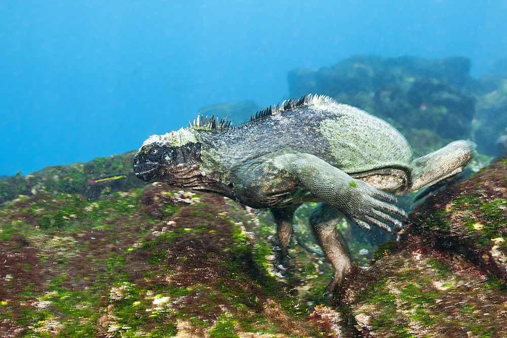 Marine Iguana feeding at Sea, Amblyrhynchus cristatus, Cabo Douglas, Fernandina Island, Galapagos, Ecuador