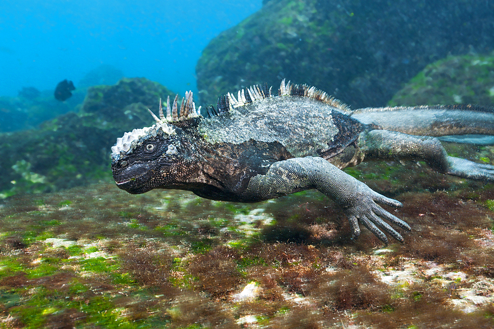 Marine Iguana feeding at Sea, Amblyrhynchus cristatus, Cabo Douglas, Fernandina Island, Galapagos, Ecuador