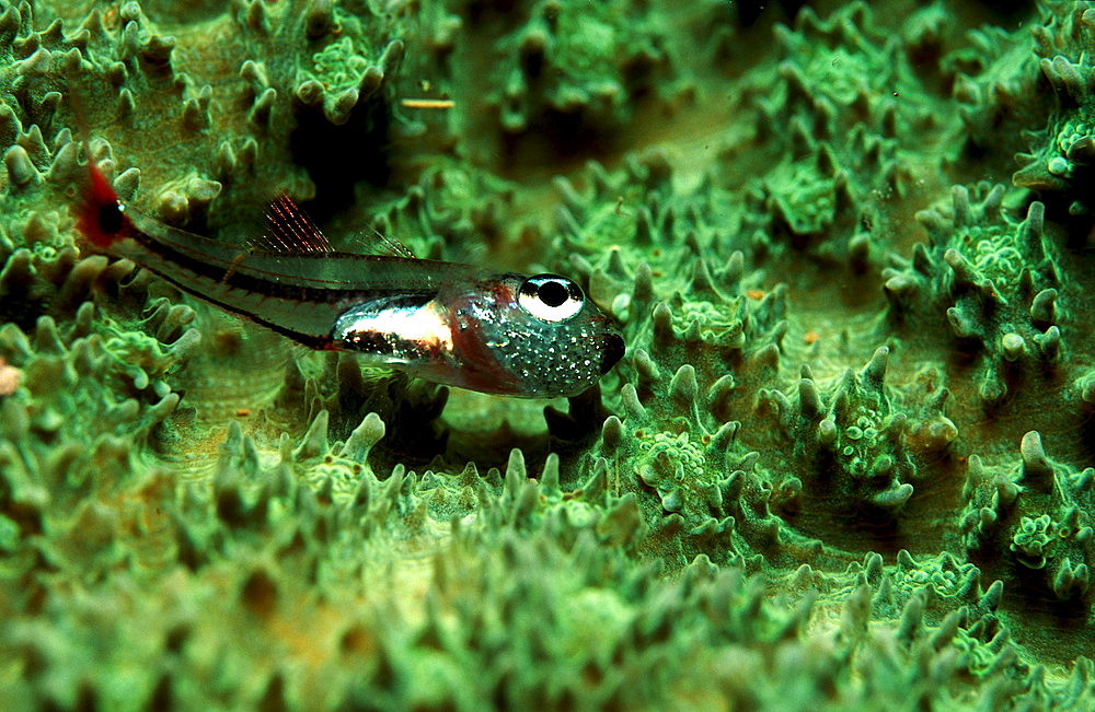 Red spotted cardinalfish with eggs in mouth, Apogon parvulus, Papua New Guinea, Pacific ocean